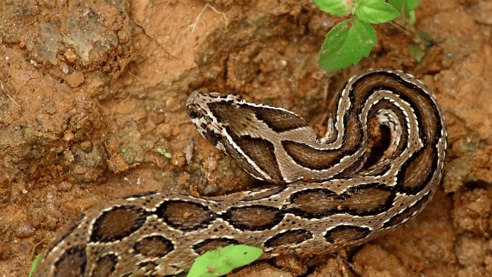 The Most Poisonous Snakes In India: Venomous Villains You Don't Want To ...