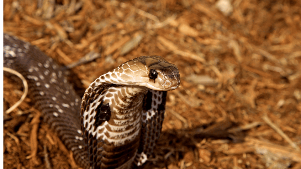 indian cobra snake