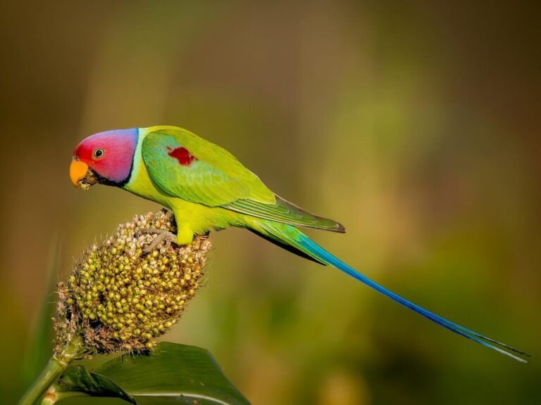 types of parrots In India