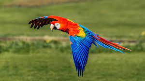 Macaws, a species of parrots in India